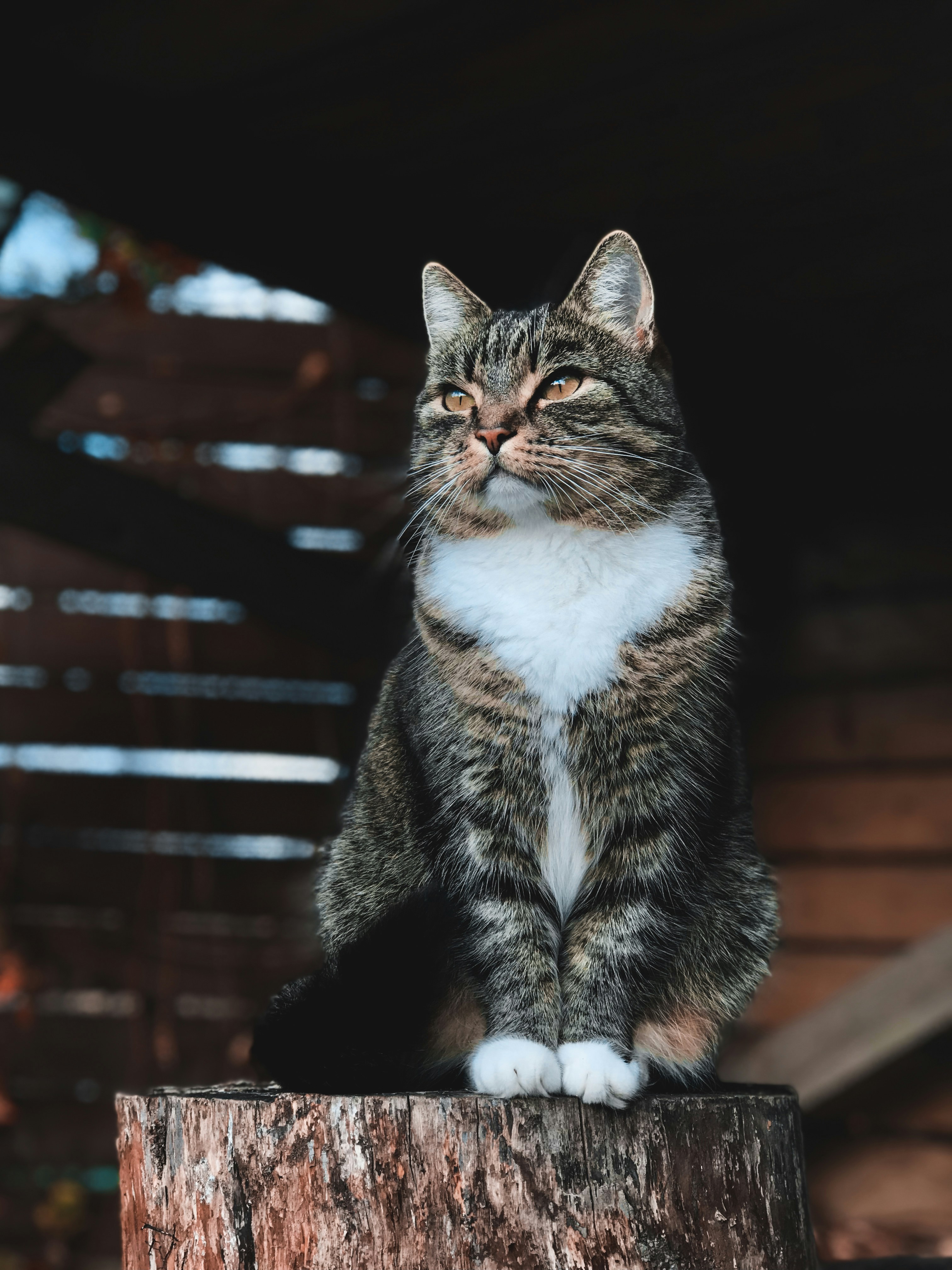 Friendly companion